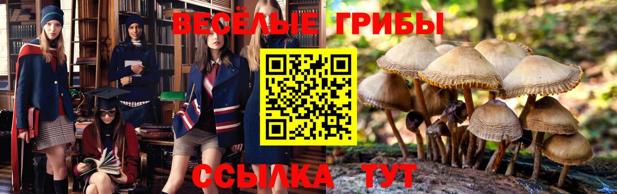 Галлюциногенные грибы Psilocybe Энгельс